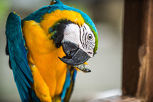 Macaw parrot.