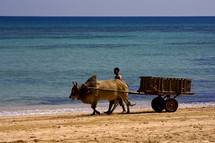man with an ox and wagon walking on a beach 