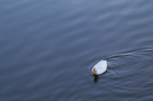 white duck on a pond 