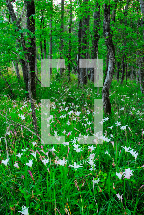 white flowers covering a forest floor 