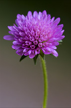 labiate mentha aquatica violet flower