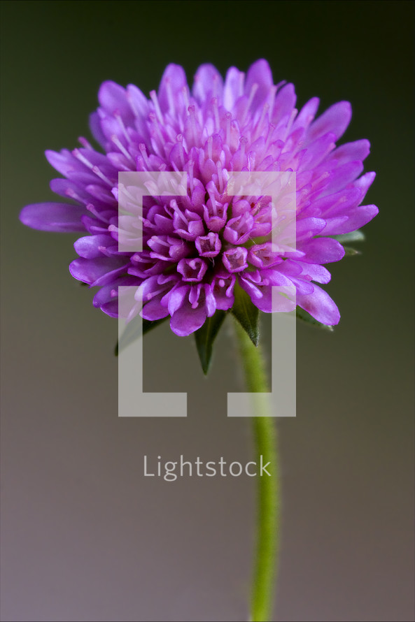 labiate mentha aquatica violet flower