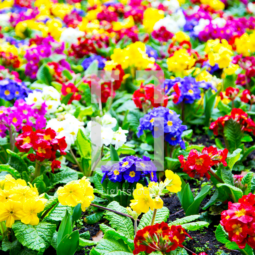 colorful rainbow of flowers in a flower bed 