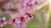 Bee Hits Little Pink Flower