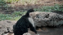 Capuchin Monkey With Wet Fur Washing Its Arms With Pond Water In The Rainforest.	
