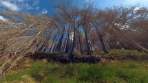 Pine trees burned by fire