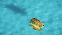 Orange jellyfish underwater 