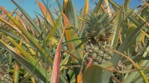 Field of pineapples