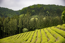 Korean tea fields