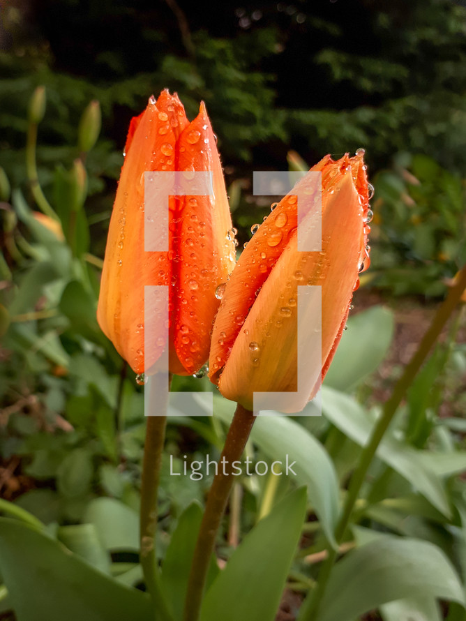 Raindrops on Orange Tulips in the Garden