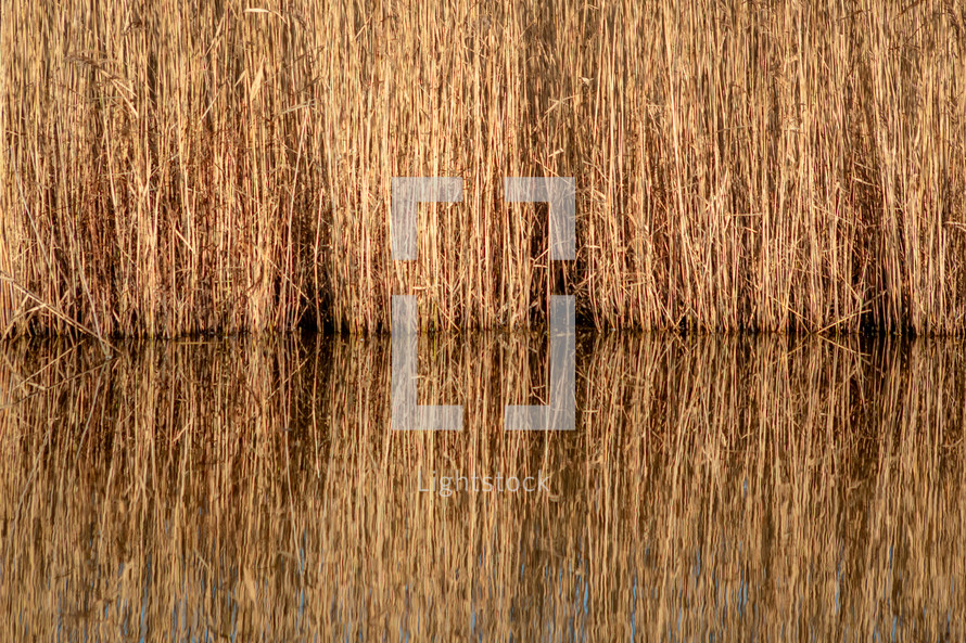 Golden Reeds Reflecting on a Still Lake