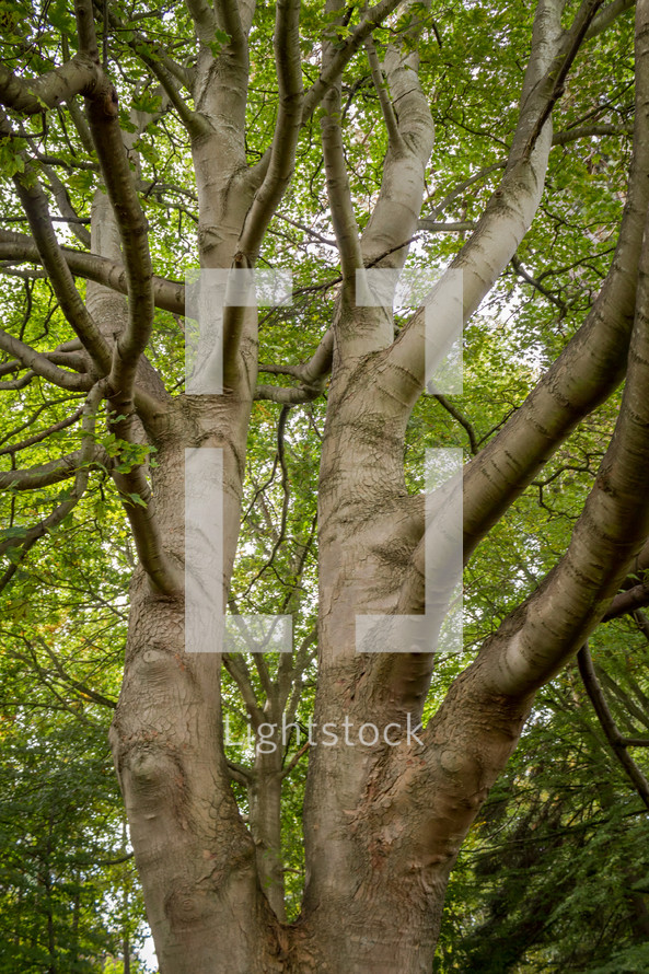 Silver Sycamore Tree Trunk into a Green Canopy