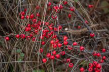 A Cluster of Red Berries in the Winter