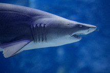 Shark at the Busan Aquarium
