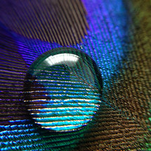 water droplet on peacock feather closeup 