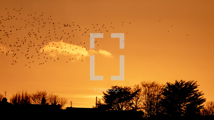 Golden Silhouette of a Flock of Birds Flying at Sunset