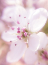 pear tree blossom with soft focus effect