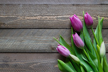 pink tulips on a wood background 
