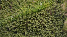 Aerial drone shot of treetops of a conifer forest near the countryside.