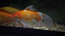 Orange and White Goldfish Resting in the Water