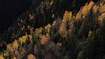 Splendid autumn foliage through the woodland of the mountains in Romania
