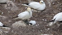 Baby Gannet Feeding from It's Parent, Ireland
