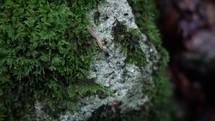 Small Orange Slug Slithering Over a Moss Covered Stone