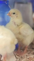 Two Baby Chicks in Wood Shavings, Ireland
