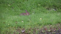 Wet Bunny Rabbit Eating Grass in the Rain on the Lawn, County Wicklow, Ireland