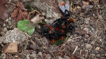 Red Tailed Bumblebees Crawling and Flying Over Their Nest, County Dublin, Ireland
