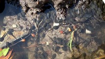 Cluster of Tadpoles Wriggling and Swimming Together in a Pond, County Wicklow, Ireland
