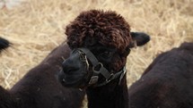 Dark Brown Llama Chewing and Showing It's Teeth - Close up
