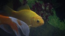 Canary Yellow Goldfish Swimming Underwater