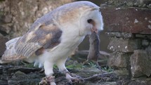 Barn Owl Trying to Eat Mouse in Old Stone ruin, Ireland
