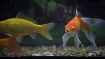 Orange and White Goldfish Moving Around in the Water with Canary Yellow Goldfish

