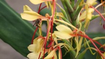 Wasp Crawling Around a Kahili Ginger Lily Flower
