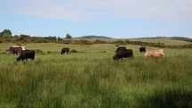 Brown and Black Cattle Grazing in a Field in County Wicklow in the Summer, Ireland