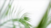 Soft Palm Leaves - Slow motion, soft focus Palm Leaves against sky.