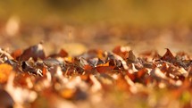 Dried Leaves On Forest Ground During Sunny Day. Closeup, Selective Focus