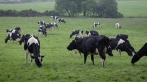 A Herd of Friesian Cattle Grazing in Misty Fields, County Wicklow, Ireland

