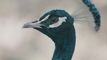 Male Blue Peacock (Pavo Cristatus) Isolated In Shallow Backdrop. Close up	