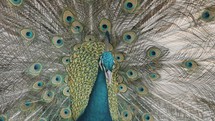Male Peafowl (Peacock) With Colorful Plumage. close up	