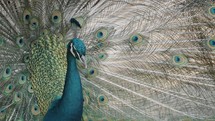 Beautiful Blue Peafowl Proudly Showing His Colorful Feathers. Close Up	