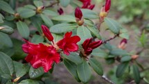 Red Rhododendron Flower and Bud Blowing in the Wind
