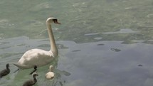 Swan with baby swans