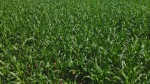 Aerial shot of a corn field ready for harvest