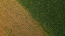 Aerial shot of a wheat and corn field ready for harvest