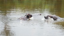 hippopotamus in Uganda 