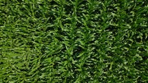 Aerial shot of a corn field ready for harvest