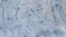 A frozen plant in winter on a winters day